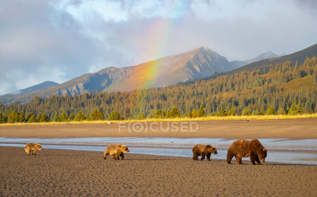 Una famiglia di orsi bruni che camminano nel paesaggio rurale con un arcobaleno, Alaska, USA — Foto stock