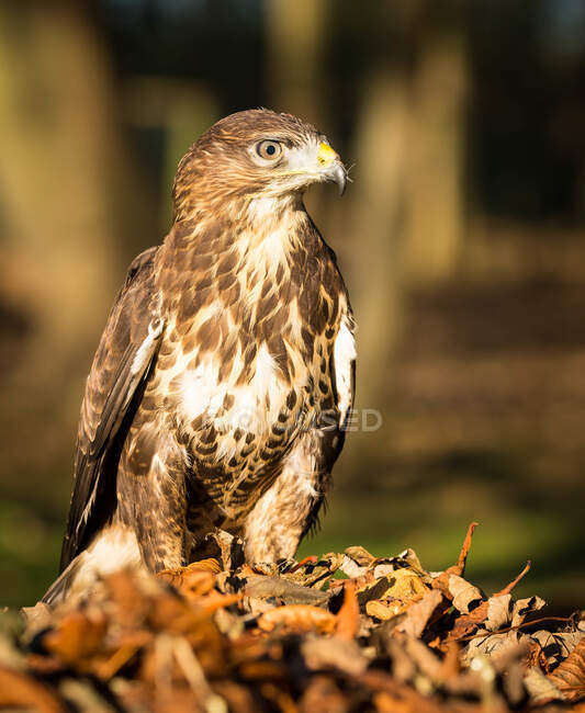 Retrato de um jovem kestrel, Indiana, EUA — Fotografia de Stock