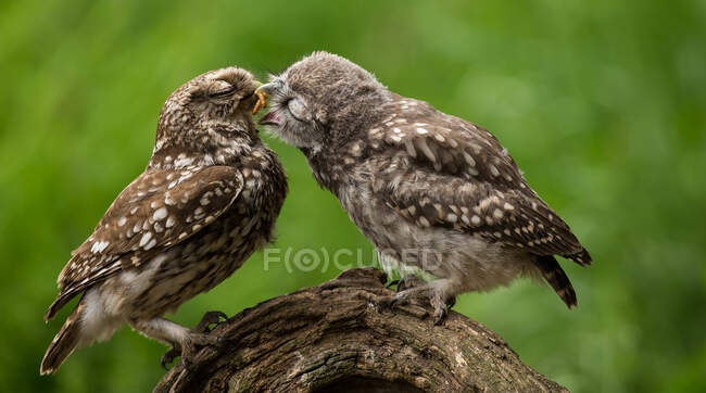 Portrait of an owl feeding her chick, Indiana, USA — Stock Photo