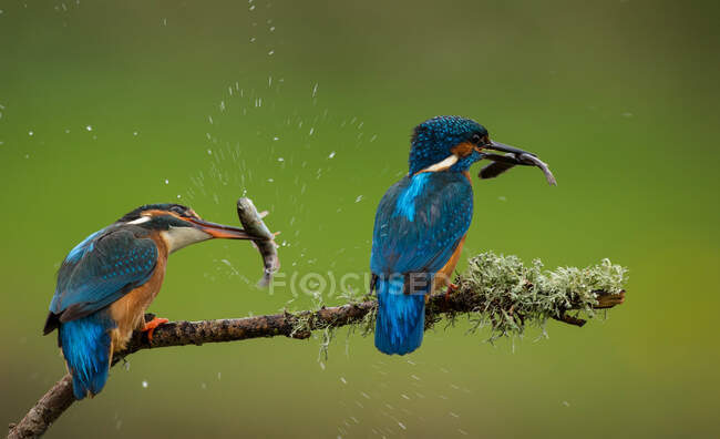 Two kingfishers on branch with catch of fish, Indiana, USA — Stock Photo