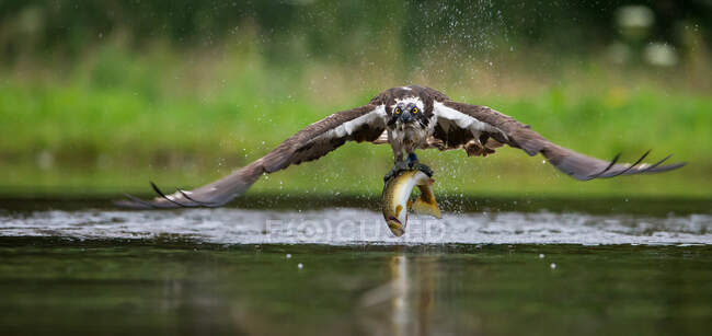 Portrait of a young kestrel catching fish, Indiana, USA — Stock Photo
