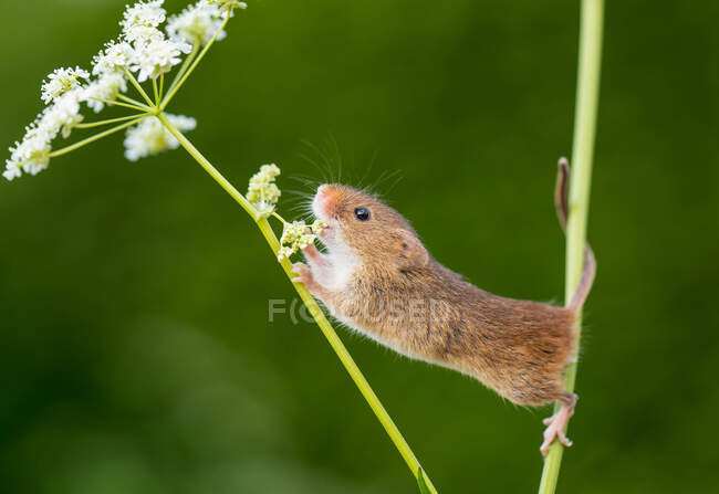 Harvest mouse climbing on a flower in a field, Indiana, USA — Stock Photo