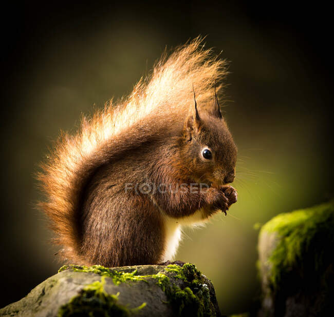 Ritratto di uno scoiattolo rosso che mangia, Indiana, USA — Foto stock