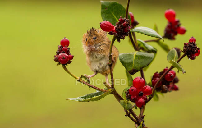 Harvest mouse on a plant eating berries, Indiana, USA — Stock Photo