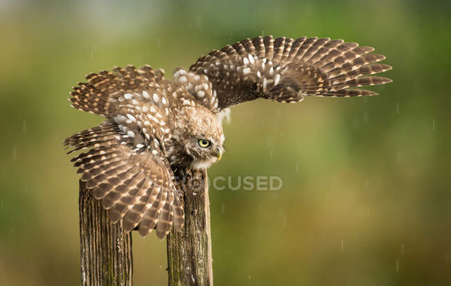 Owl taking off from a wooden post, Indiana, USA — Stock Photo