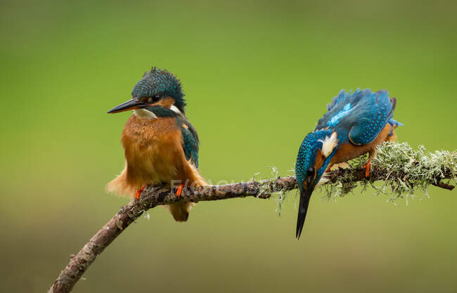 Two male kingfishers on a branch, Indiana, USA — Stock Photo