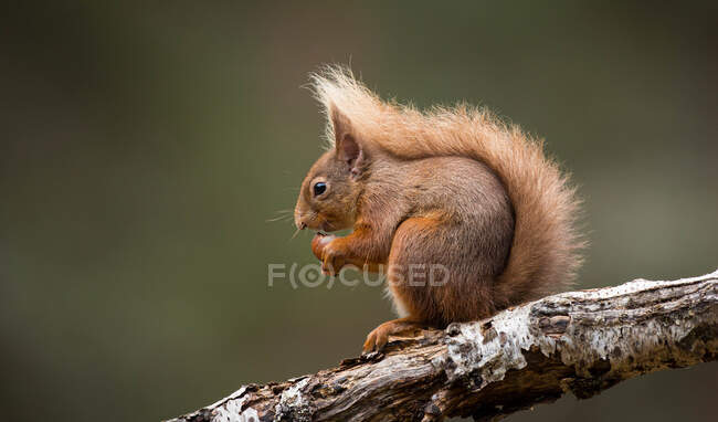 Porträt eines roten Eichhörnchens beim Essen, Indiana, USA — Stockfoto