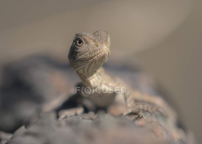 Portrait d'un jeune dragon d'eau australien sur une bûche, Australie — Photo de stock