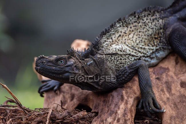 Retrato de un dragón marinero, Indonesia - foto de stock