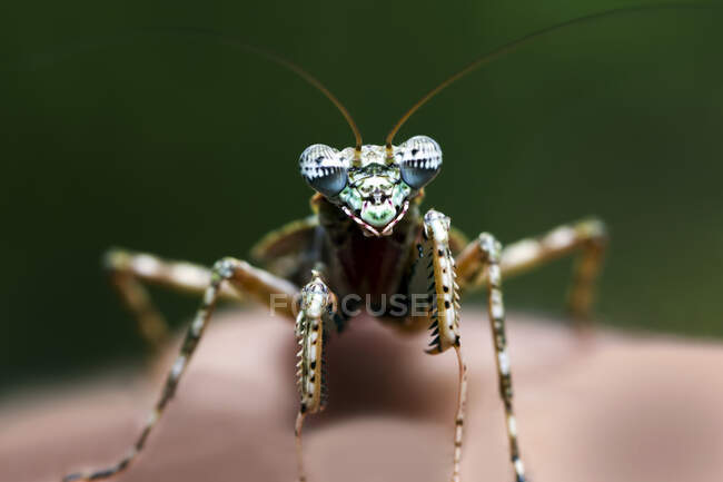Close-up of a giant bark mantis, Indonesia — Stock Photo