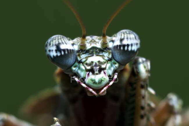Close-up de um gigante mantis casca, Indonésia — Fotografia de Stock