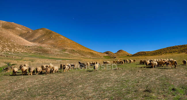 Rebaño de cabras y ovejas en las montañas de Zagros, Lorestán, Irán - foto de stock