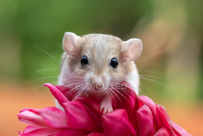 Portrait of a gerbil on a tropical flower, Indonesia — Stock Photo