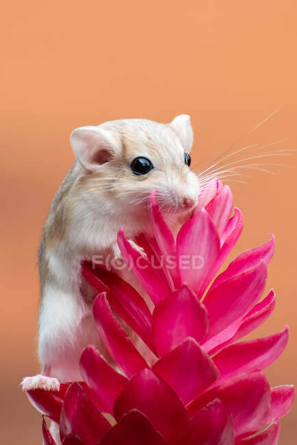 Retrato de um gerbil em uma flor tropical, Indonésia — Fotografia de Stock