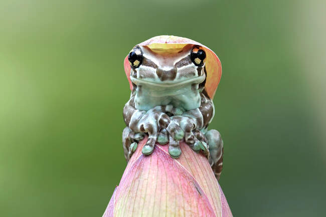Amazonas-Milchfrosch auf einer Blütenknospe, Indonesien — Stockfoto
