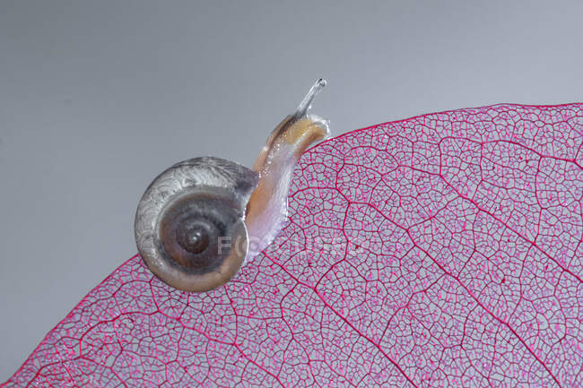 Primo piano di una lumaca in miniatura su una foglia, Indonesia — Foto stock