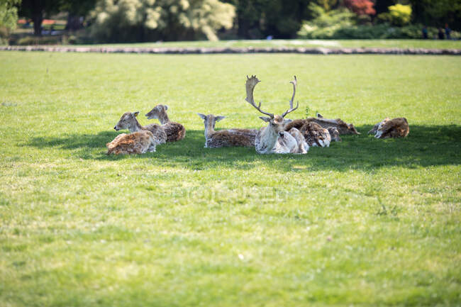 Stag and deer lying in a field, France — Stock Photo