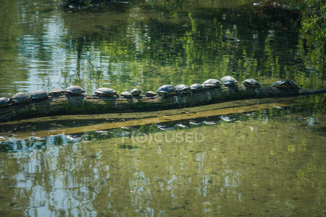 Fila de tortugas en una rama en un río, Francia - foto de stock