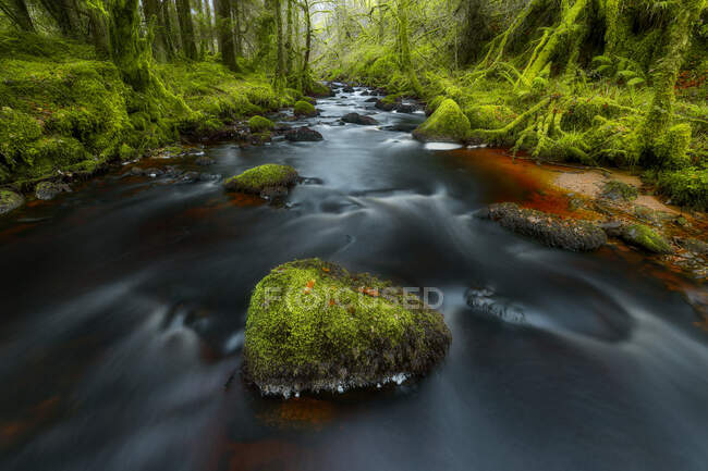 Río que fluye por un bosque, Co Cork, Munster, Irlanda - foto de stock