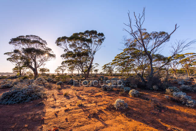 Hyden Norseman road through the Granite and Woodlands Discovery Trail, Australia Occidentale, Australia — Foto stock