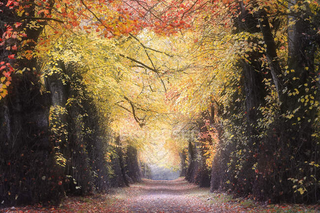 Дорога под деревьями через лес, графство Корк, Мюнстер, Ирландия — стоковое фото