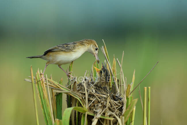 Female Zitting cisticola feeding her chick in a nest in a paddy field, Indonesia — Stock Photo