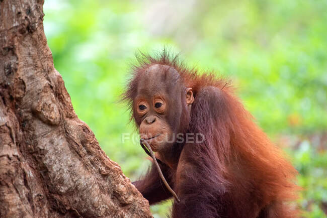 Retrato de un bebé orangután, Indonesia - foto de stock