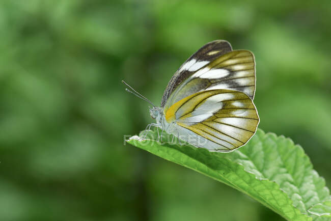 Portrait of a butterfly on a leaf, Indonesia — Stock Photo