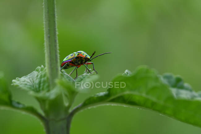 Пульс жука на рослині (Індонезія). — стокове фото
