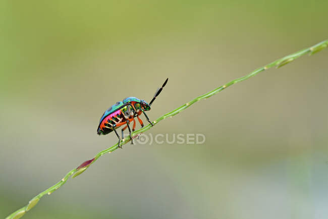 Пульс жука на рослині (Індонезія). — стокове фото