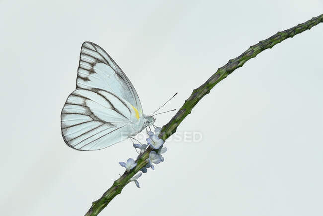 Retrato de una mariposa sobre una flor, Indonesia - foto de stock