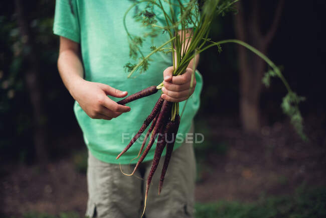 Niño parado en un jardín sosteniendo zanahorias moradas recién recogidas, EE.UU. - foto de stock