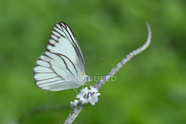 Porträt eines Schmetterlings auf einer Blume, Indonesien — Stockfoto