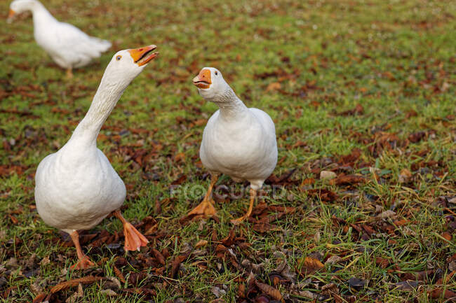 Angry Geese standing in a field hissing, Lower Saxony, Germany — Stock Photo