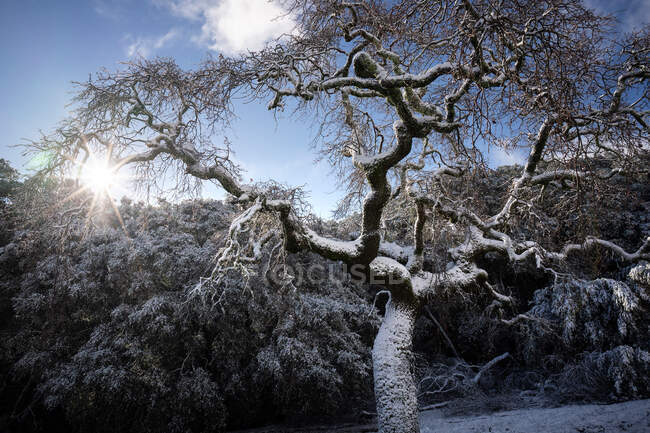 Snow Covered Oak Tree, Morgan Territory Regional Preserve, California, USA — Stock Photo