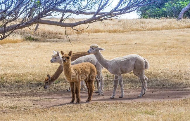 Четыре ламы, стоящие на лугу, Австралия — стоковое фото