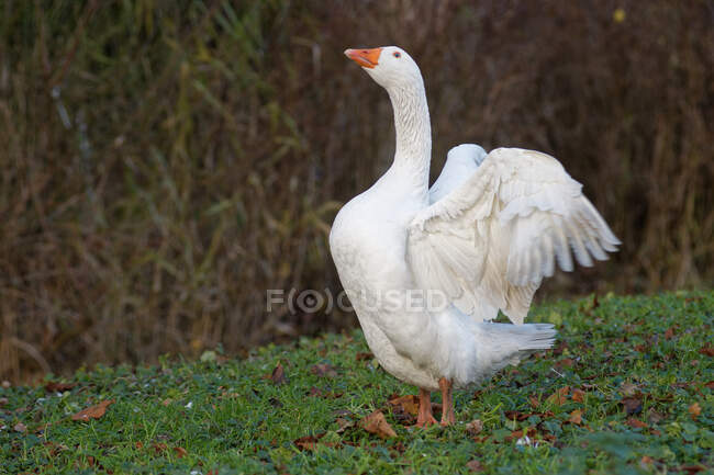 Portrait of a goose flapping its wings, East Frisia, Lower Saxony, Germany — Stock Photo