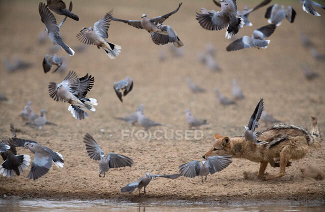 Black-back jackal hunting doves by a waterhole, South Africa — Stock Photo
