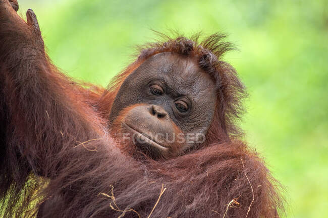 Портрет дорослої жінки - орангутана (Індонезія). — стокове фото