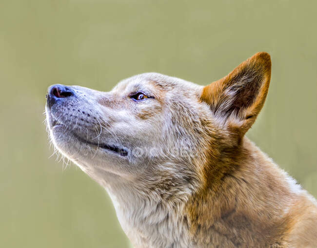 Porträt eines australischen Dingo, Australien — Stockfoto