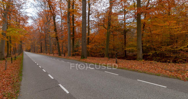 Estrada através de uma floresta de outono, Twente, Overijssel, Holanda Oriental, Holanda — Fotografia de Stock