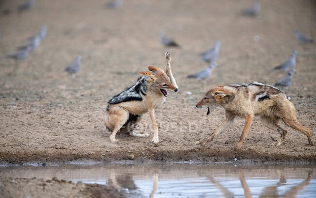 Two Black-back jackals fighting by a waterhole, South Africa — Stock Photo