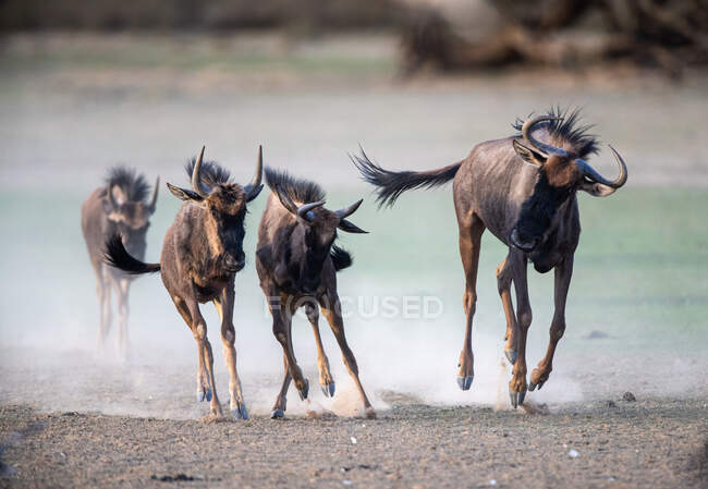 Pantorrillas de ñus azules corriendo por los arbustos, Botswana - foto de stock
