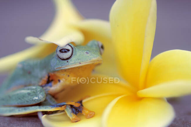 La rana voladora de Wallace en una flor de frangipani amarillo, Indonesia - foto de stock