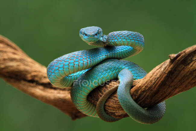 Serpiente víbora azul enrollada en una rama, Indonesia - foto de stock