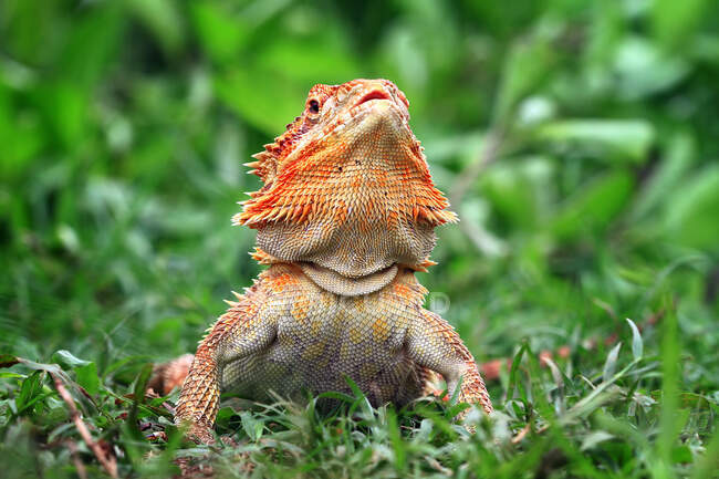 Червоний бородатий дракон на траві (Індонезія). — стокове фото