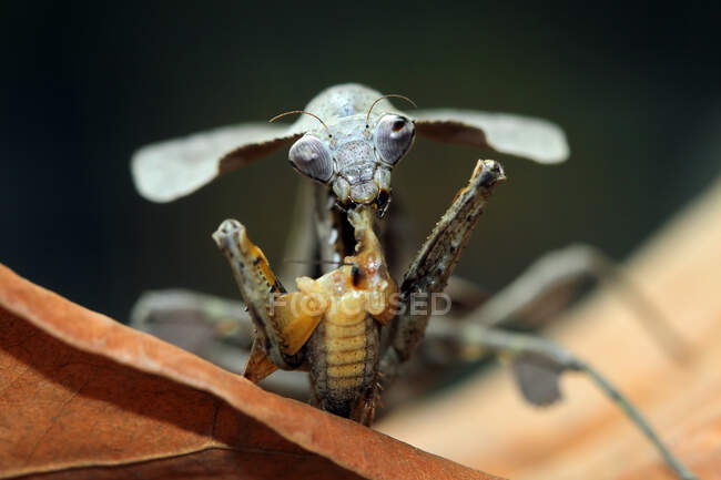 Springende Spinne frisst ein Insekt, Nahsicht — Stockfoto