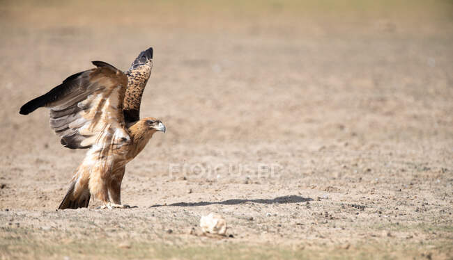 Tawny Eagle a punto de despegar, desierto de Kalahari, Sudáfrica - foto de stock
