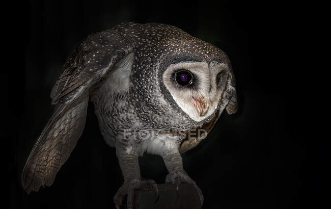 Portrait of feathered wild owl, close up view — Stock Photo