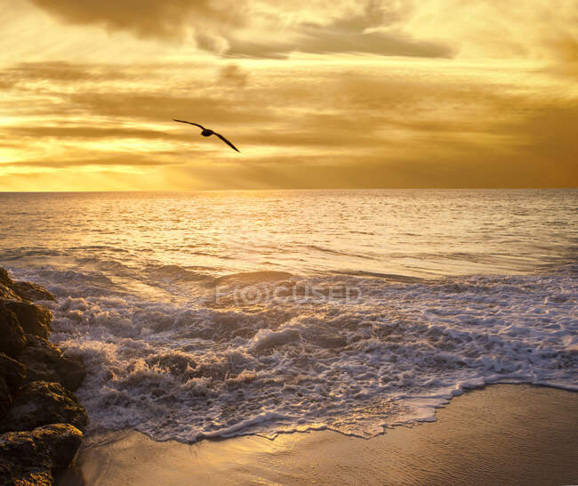 Uccello che sorvola la spiaggia al tramonto, Perth, Australia Occidentale, Australia — Foto stock